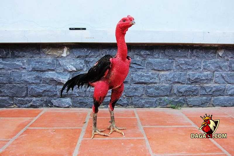 cách tỉa lông gà chọi