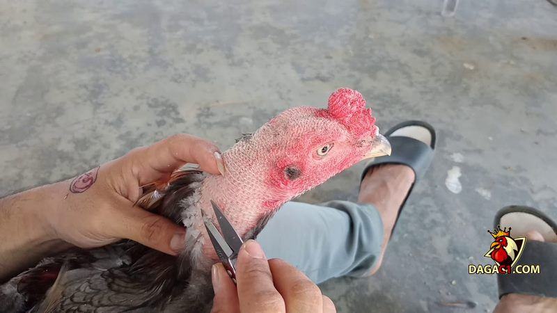cách tỉa lông gà chọi