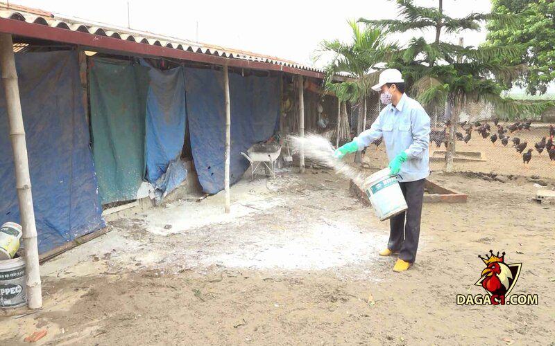 Cách trị gà bị số mũi có mùi hôi