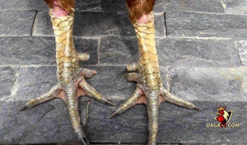 cách xem chân gà chọi