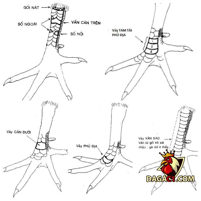 cách xem chân gà chọi