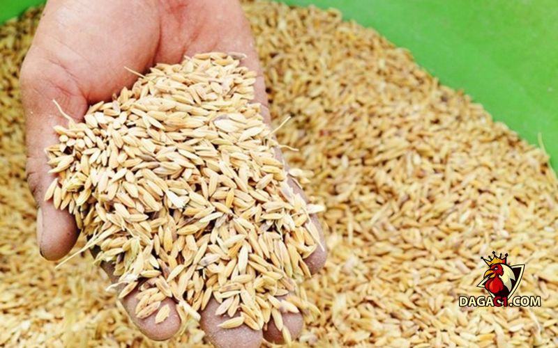 chăm sóc gà chọi