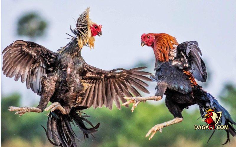 chăm sóc gà chọi