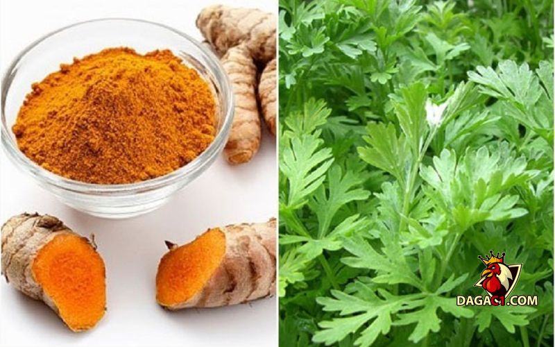chăm sóc gà chọi