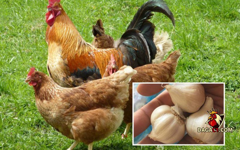 chữa bệnh cho gà bằng thuốc nam