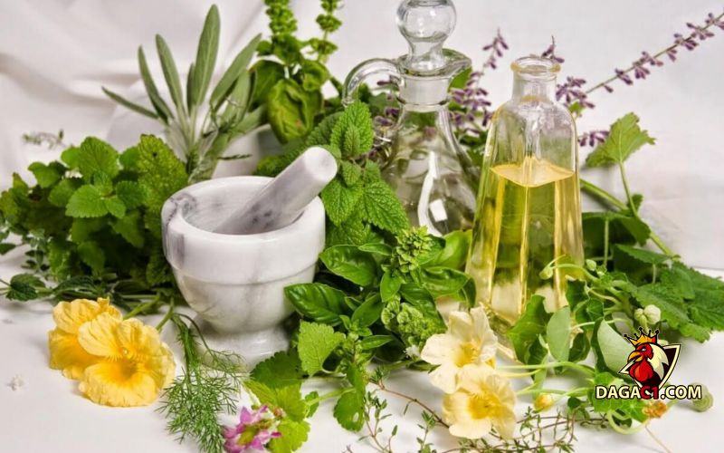 chữa bệnh cho gà bằng thuốc nam