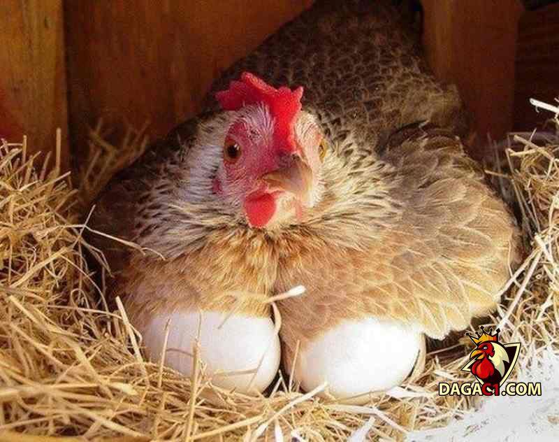 chữa bệnh eds trên gà
