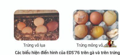 chữa bệnh eds trên gà