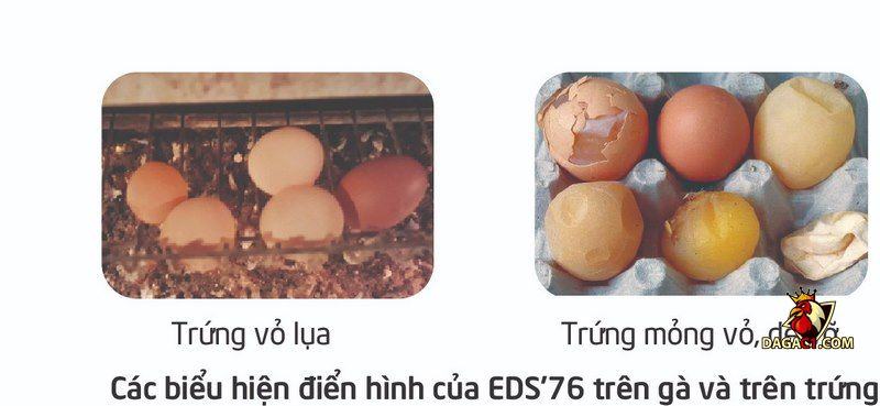 chữa bệnh eds trên gà