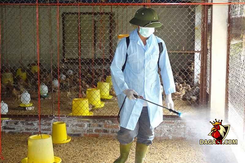 chữa bệnh eds trên gà