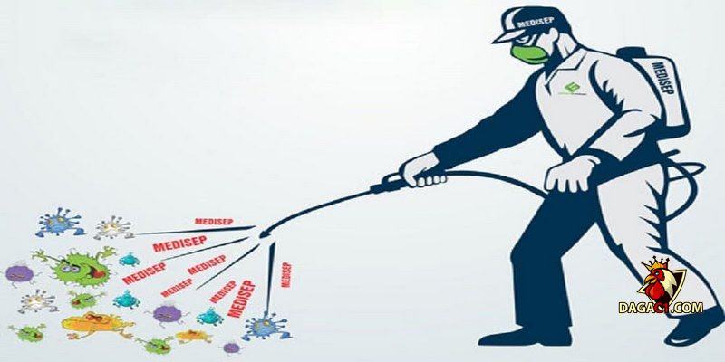 chữa bệnh eds trên gà