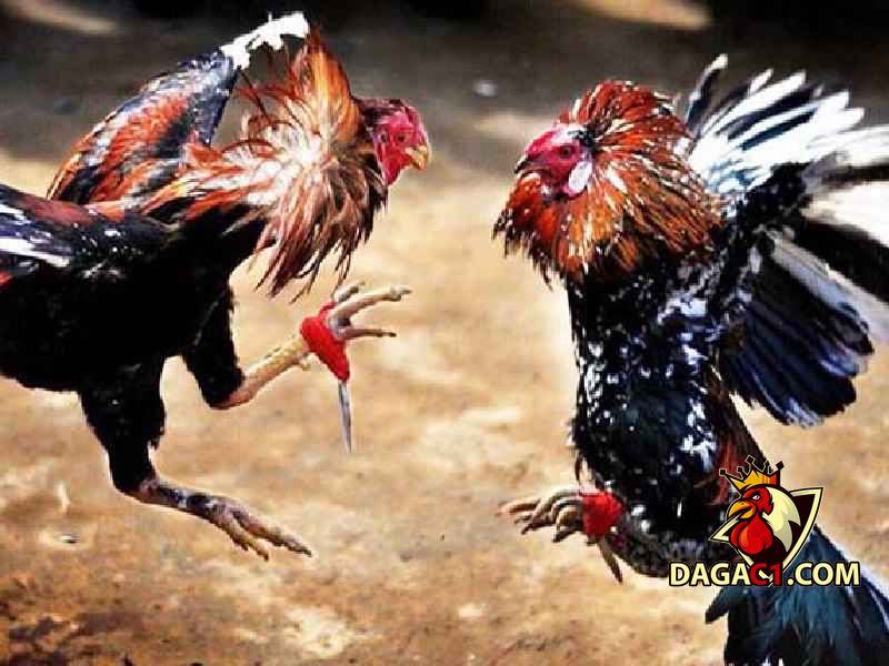đá gà cựa dao