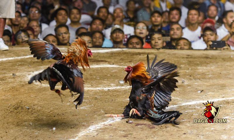 đá gà cựa sắt ăn tiền