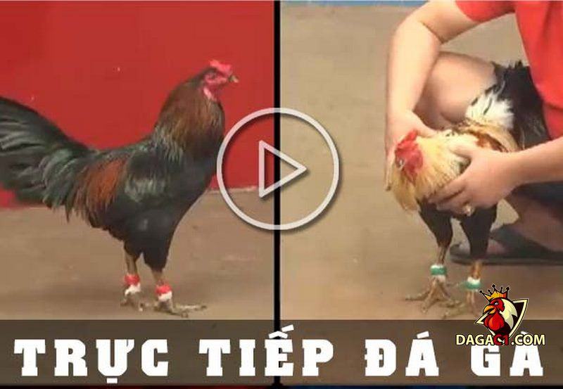 đá gà sắt trực tuyến