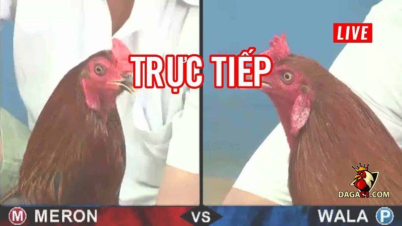 đá gà trực tiếp