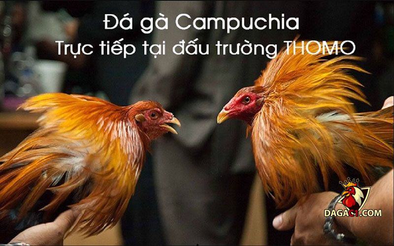 đá gà trực tuyến Campuchia
