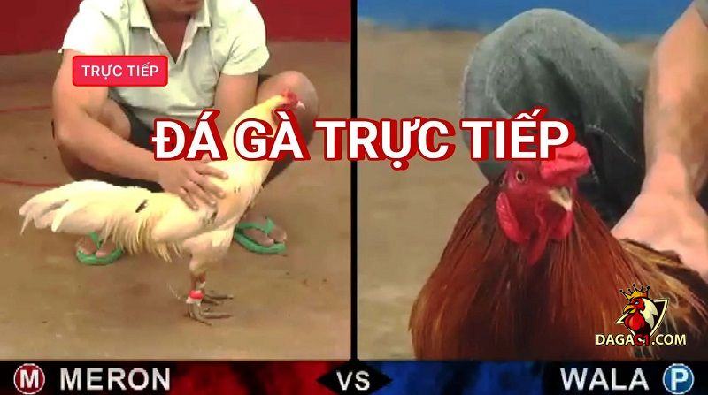 Đá gà trực tuyến trên mạng