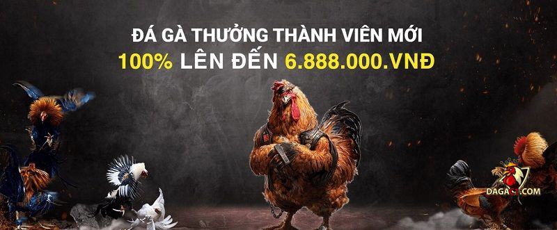Đá gà trực tuyến trên mạng