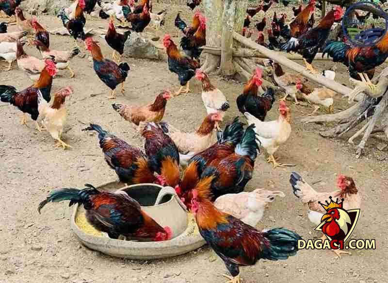 gà bị chướng diều khô chân