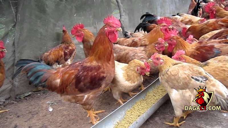 gà bị chướng diều khô chân
