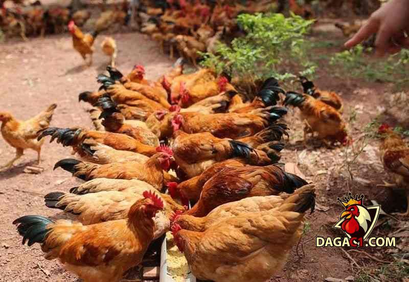 gà bị chướng diều khô chân
