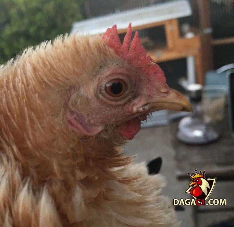 Gà bị kén mép