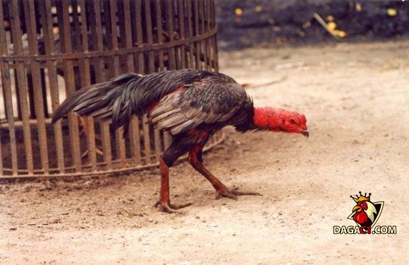 Gà bị ốm trong