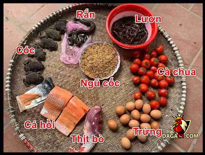 Gà bị ốm trong