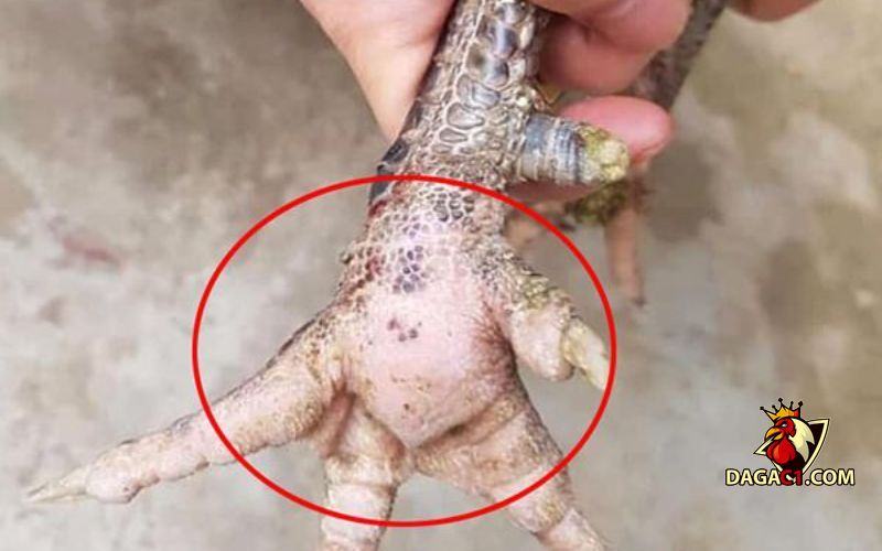 gà bị sưng khớp chân