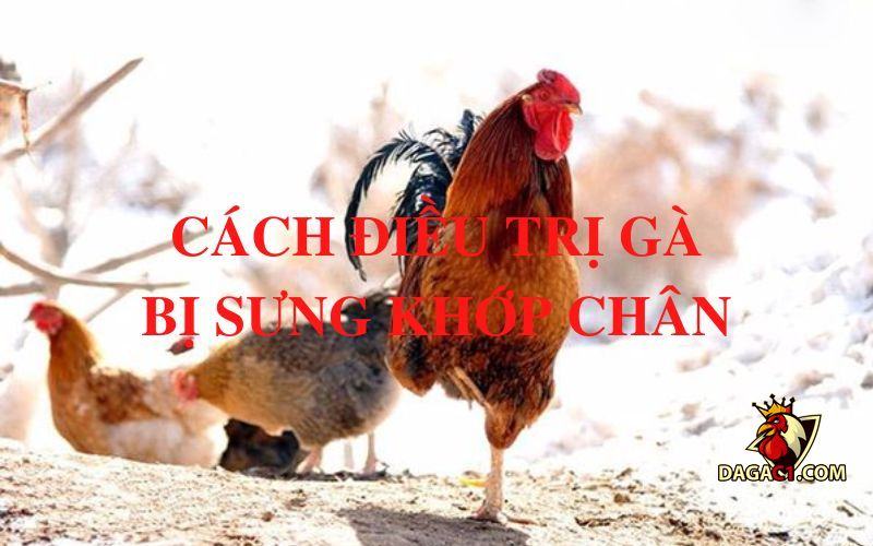 gà bị sưng khớp chân