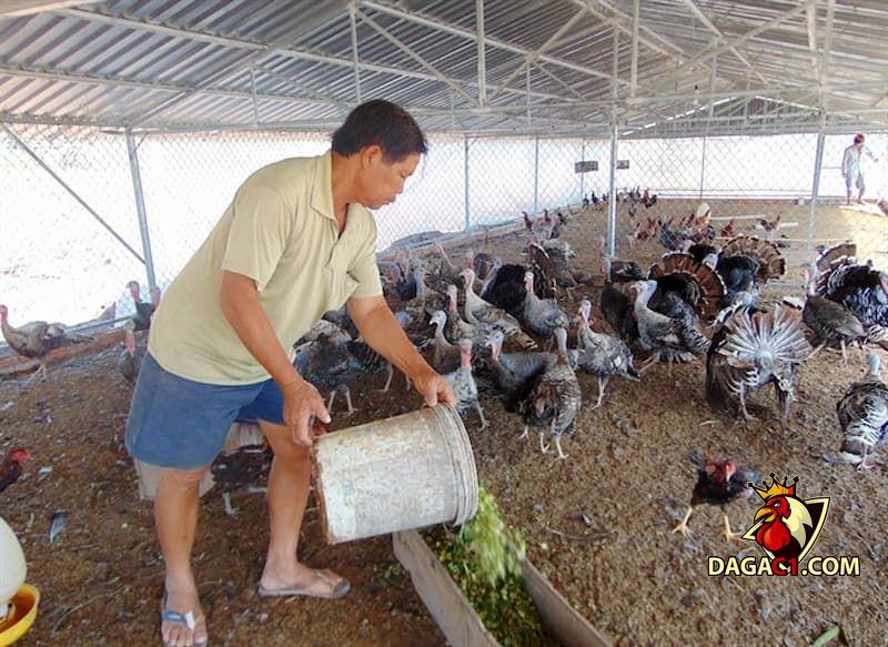 Gà Cao Lãnh Đồng Tháp