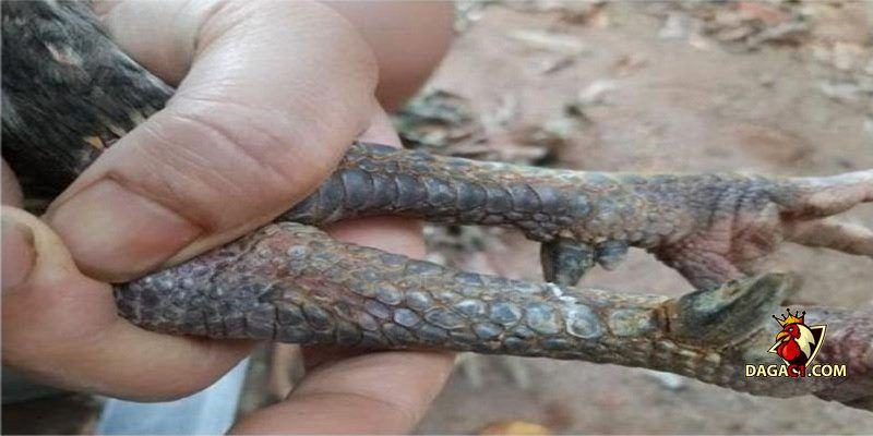 Gà chân chì tốt hay xấu