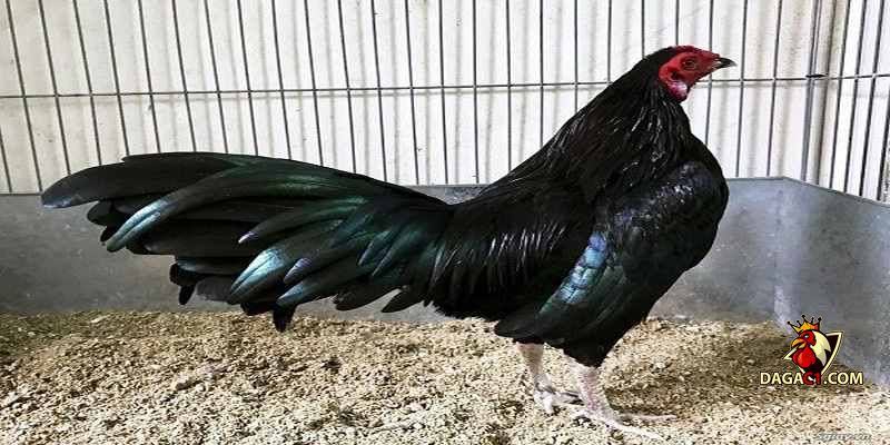 Gà chân chì tốt hay xấu