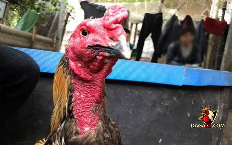 Gà chọi bị kén mép