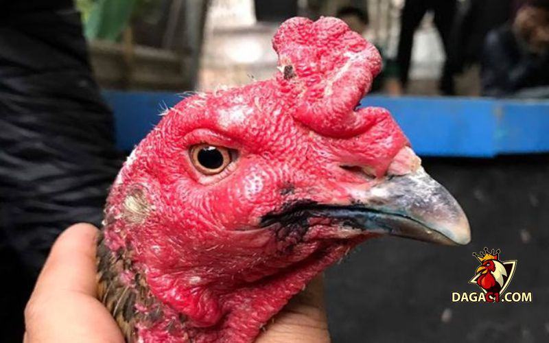 Gà chọi bị kén mép