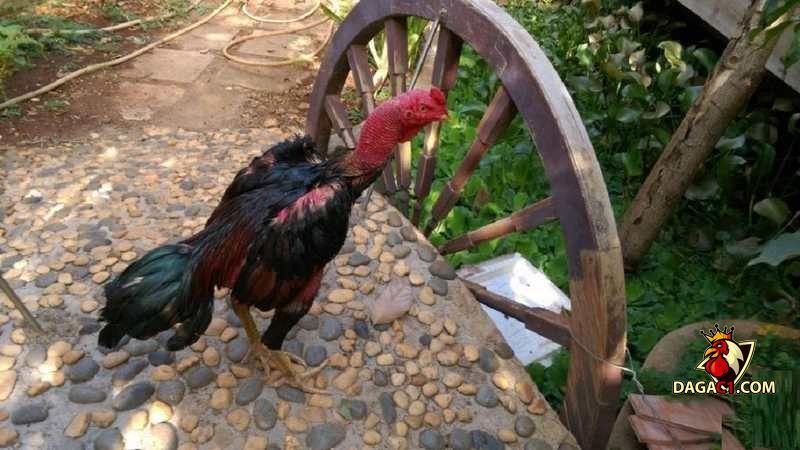 gà chọi bị yếu chân