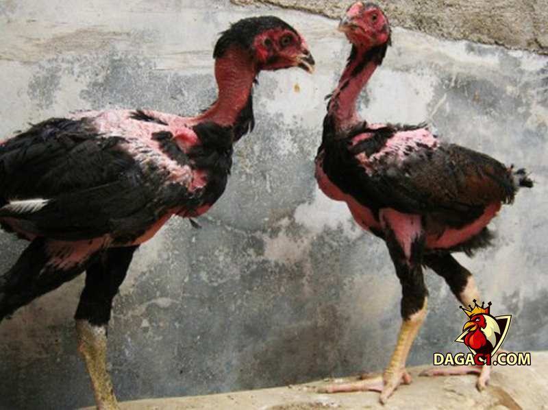 gà chọi bị yếu chân