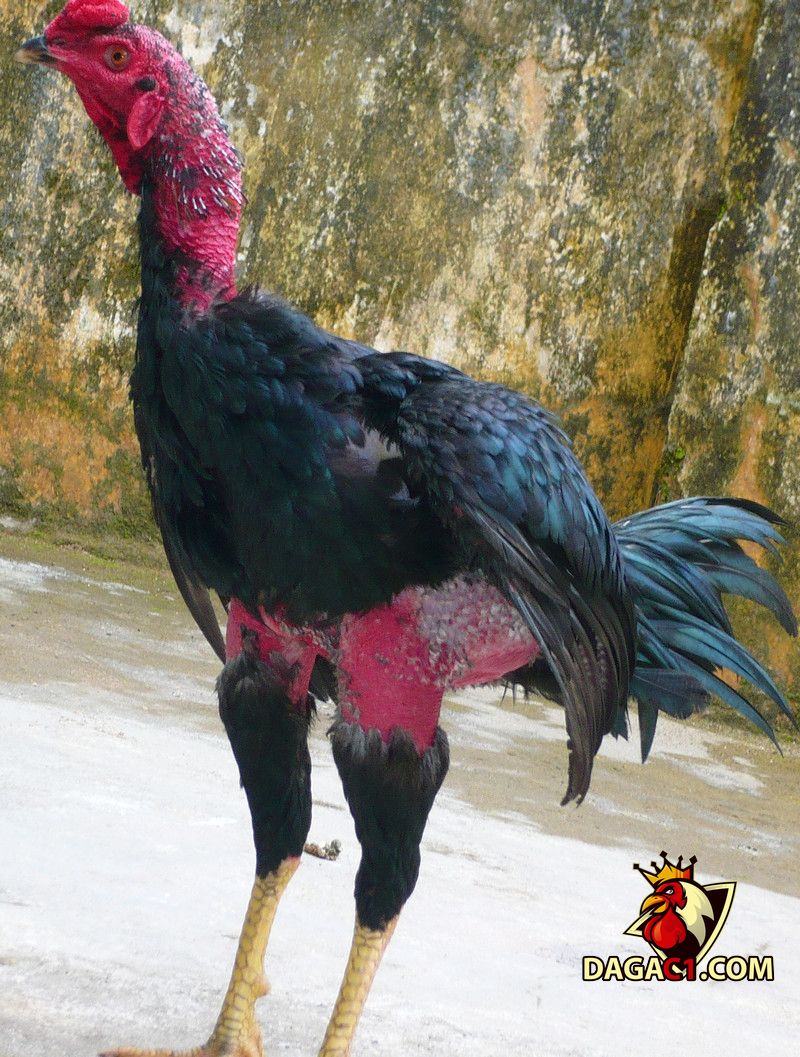 Gà chọi hay