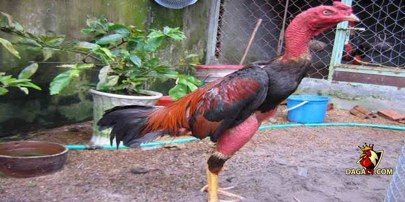 Gà chọi hay nhất Việt Nam