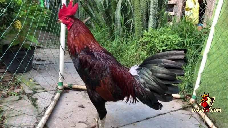 gà linh kê thần kê
