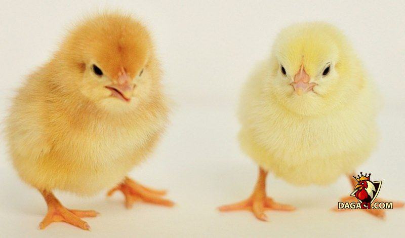 gà mái cựa tốt hay xấu