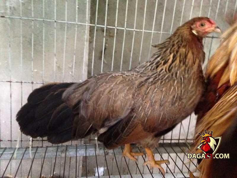 gà mái cựa tốt hay xấu