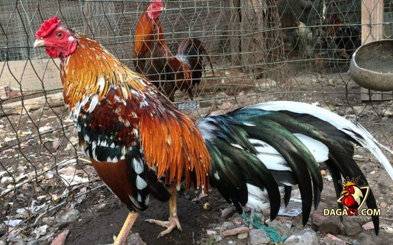 Gà ngũ sắc chân trắng