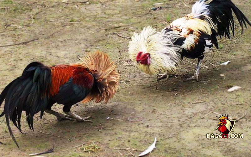 Gà ngũ sắc chân trắng