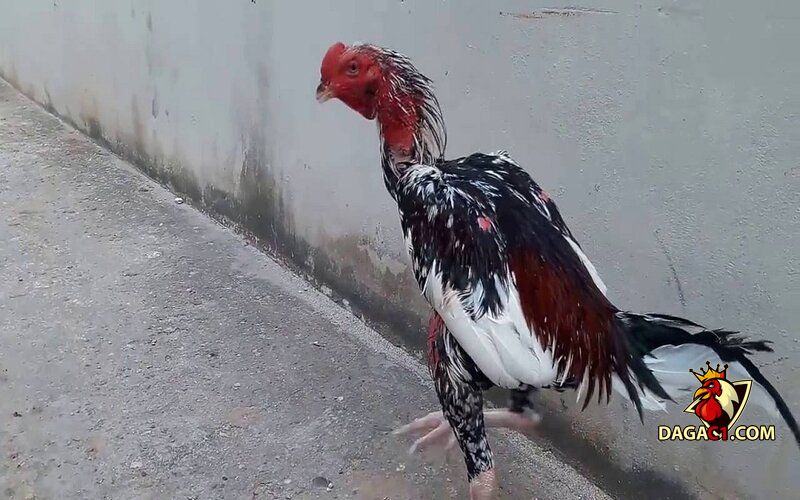 Gà ngũ sắc chân trắng mỏ ngà