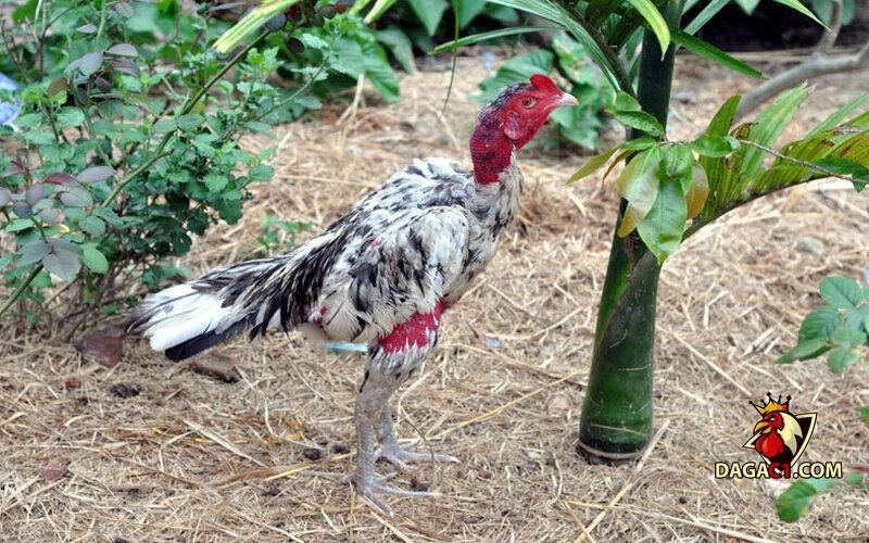 Gà ngũ sắc chân trắng mỏ ngà