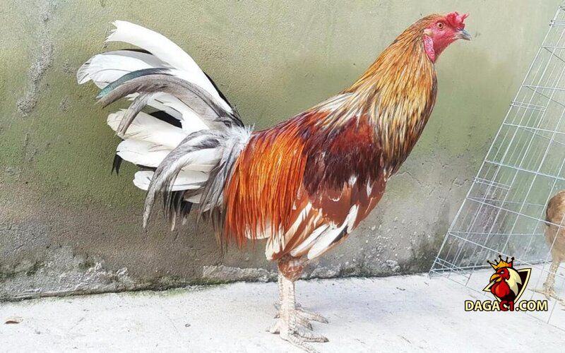 Gà ngũ sắc chân trắng mỏ ngà