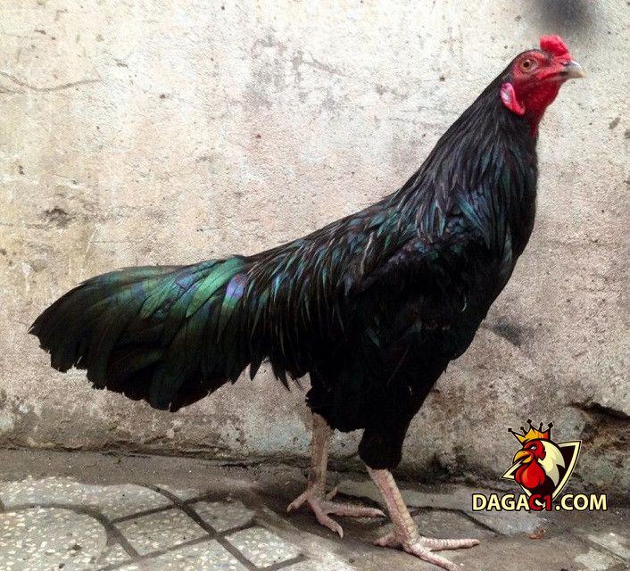 gà ô chân trắng