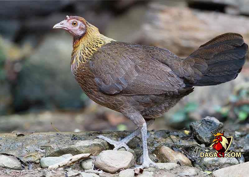 gà rừng thuần chủng
