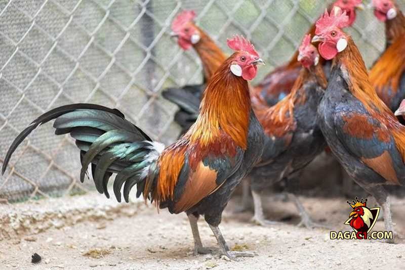 gà rừng thuần chủng